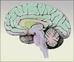 sagittal brain
