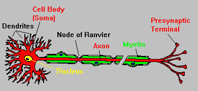 Neuron