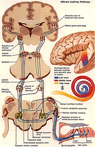 </img>
1) hair cell 
2) spiral ganglion
3) auditory nerve
4) ventral cochlear nucleus
5) superior olive
6) lateral lemniscus
7) inferior colliculus
8) MGN 
9) auditory cortex