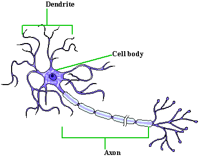 Neuron